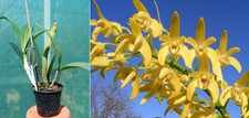 Dendrobium Australian Nugget
