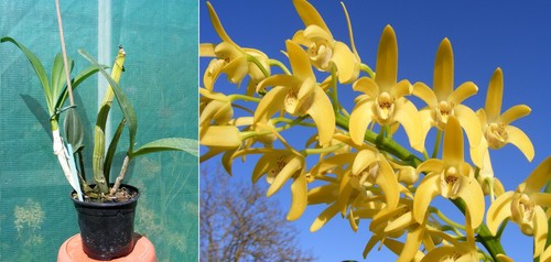 Dendrobium australian nugget - australian,