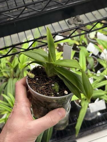 Phragmipedium ouaisne slipper - phragmipedium,