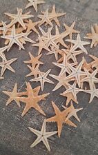 curiosité , Coquillage: Lot De 100 Etoiles De Mer Orange 