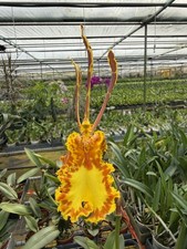 Orchid Psychopsis Papilio