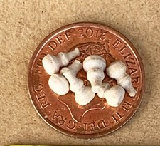 6 Porte en Bois Boutons Tumdee