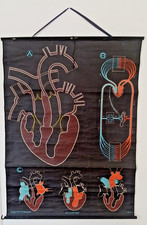 c. 1940 - AFFICHE PÉDAGOGIQUE MÉDECINE "❤️ ET CIRCULATION" - AUZOUX CURIOSITE