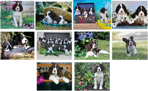 English springer spaniel - springer,