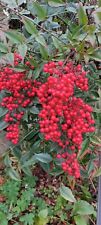 20 graines de bambou sacré ,  NANDINA DOMESTICA sacred bamboo seeds