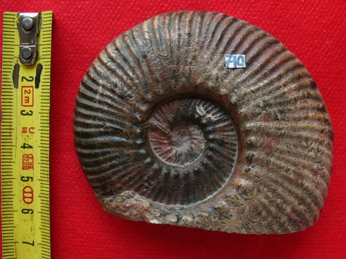 Ammonite toarcien - ammonite, du