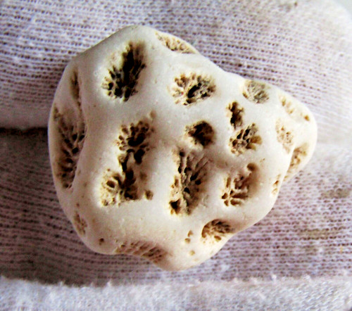 Magnifique fossile corail - magnifique,