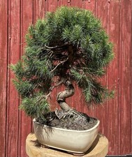 BONSAÏ MÉDITERRANÉEN PIN