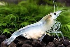 CREVETTE WHITE PEARL -