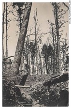 CAR-AFQP8-0418-88 - A LOCALISER - Foret - CARTE PHOTO