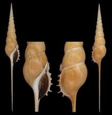 Coquillage de collection : Tibia fusus L (250 mm - F++)