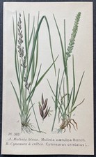 Botanique Molinie bleue