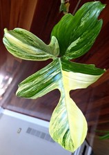 Rare XL Mature Philodendron
