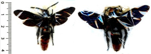 Guêpe wasp couple - guêpe,