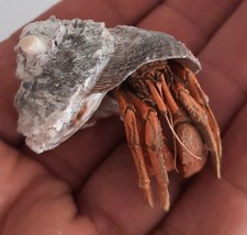 curiosité ,Coquillage 