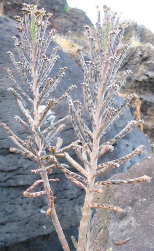 Kalanchoe delagoensis plante - kalanchoe,