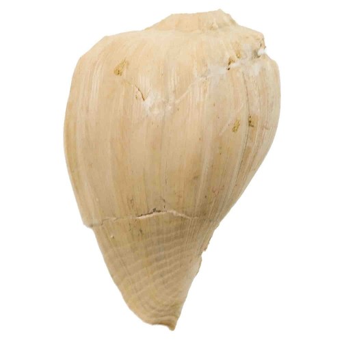 Coquillage fossile cassidea