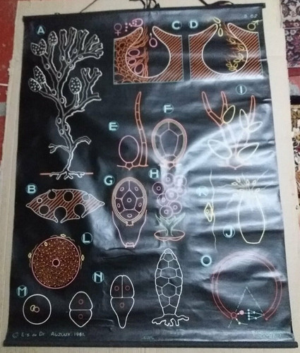 Affiche scolaire auzoux - affiche, dr.auzoux