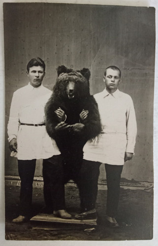 Russie curiosite ours - russie, ,