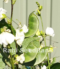 Hyacinth Bean Chandni - Une