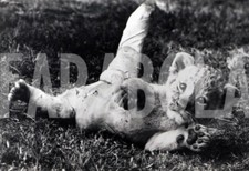 Photo De Presse Vintage Animaux, Lion, Chiot Avec Plâtre, Tirage 20 X 13 Cm