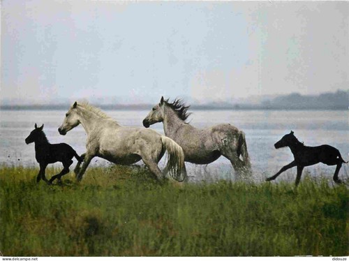 Carte postale animaux - postale,