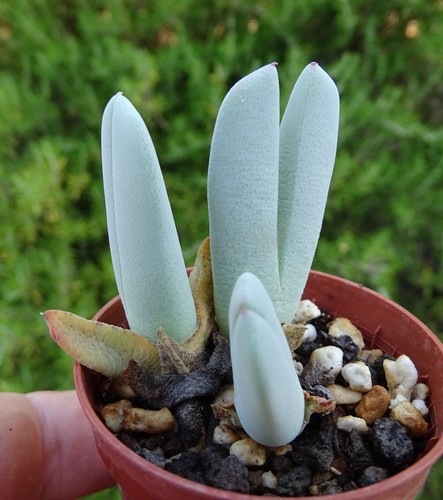 Cheiridopsis candidissima - cheiridopsis,