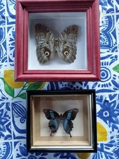 Lot de 2 vitrines anciennes – Papillons exotiques (Caligo & Papilio)