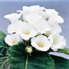 Gloxinia Tubercule Plante en