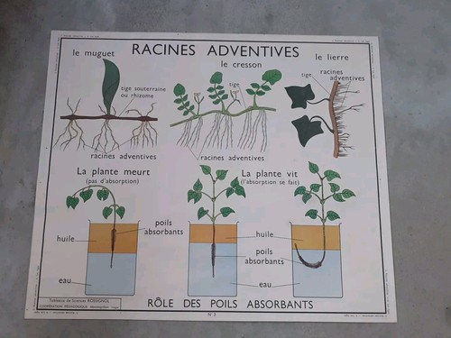 Carte scolaire rossignol - scolaire,