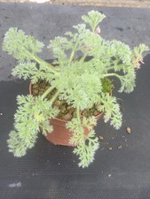 PÉLARGONIUM APPENDICULATUM