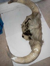 chasse trophée - art