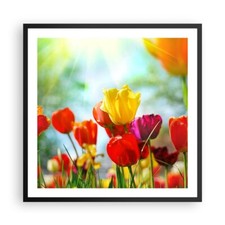 Affiche Poster 60x60cm Tableaux Image Photo Tulipe fleur plantation Meadow Art