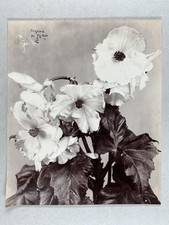 Etude de fleurs, étude pour peintres, begonia Vintage print Tirage citrate  