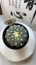 7.7CM RareSucculent Plant LF