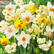 Bulbes de jonquilles, vivace