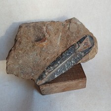 Belemnite, Fossiles France
