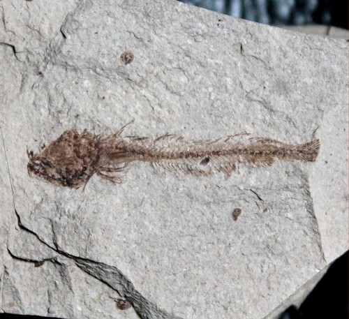 Paleogadus simionescui - ,