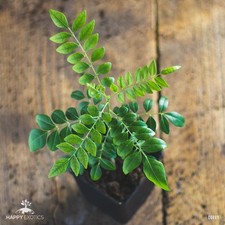 Plante / Arbre de Feuille de Curry | Murraya Koenigii | Caloupilé