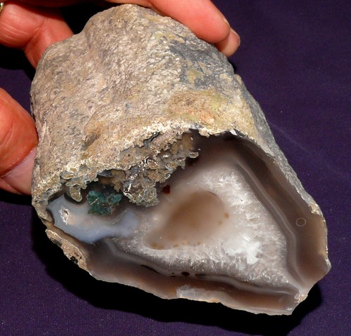 Bois fossilisé limb cast - fossilisé,,