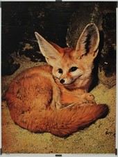 Le Fennec Circa 1990 Affiche