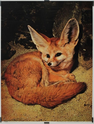 Fennec circa 1990 affiche - fennec,