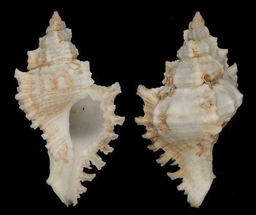 Coquillage collection - coquillage,