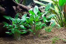 Cryptocoryne wendtii  green 1
