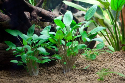 Cryptocoryne wendtii green - cryptocoryne, 1
