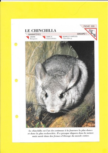 Fiche 220 le chinchilla - fiche,