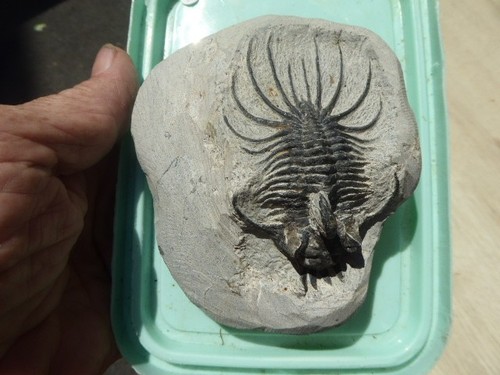 Trilobite alnif - ,