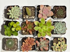 succulents live plants