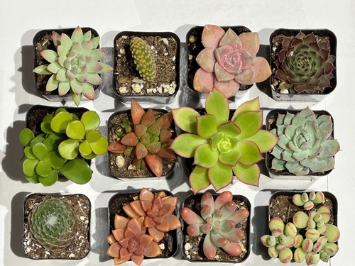 Succulents live plants - succulents,