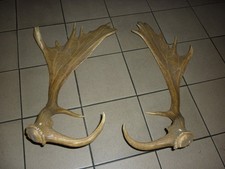 bois élan en bon état